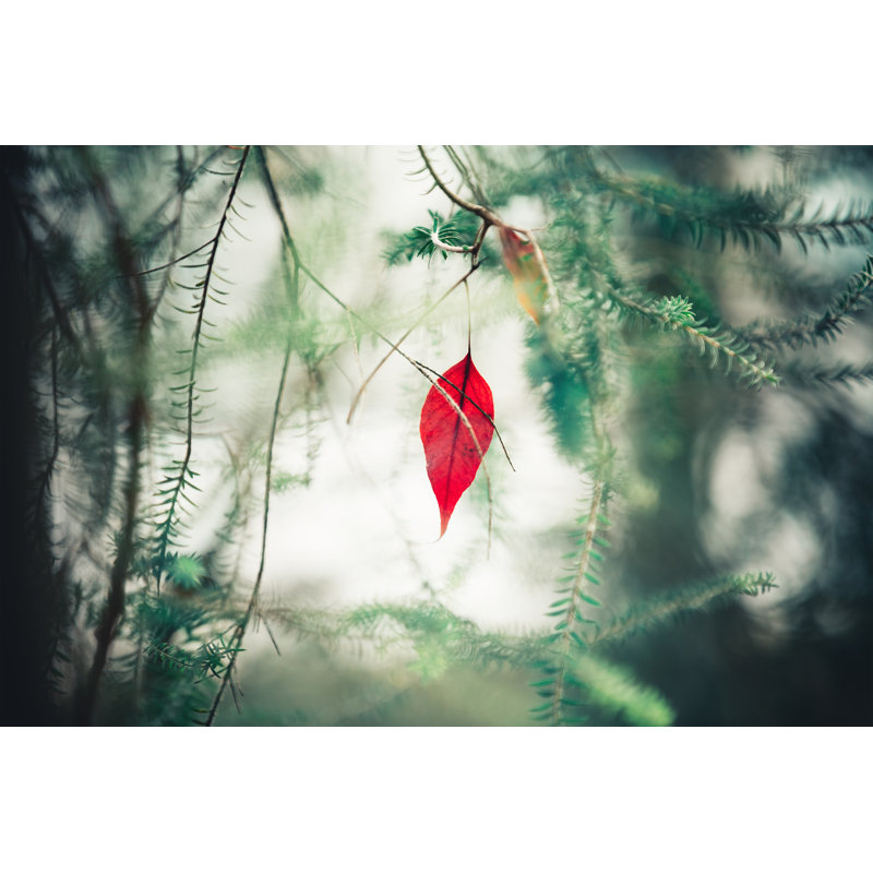 Red Autumn Leaf - Wrapped Canvas Print, 61cm H x 91cm W x 3.8cm D
