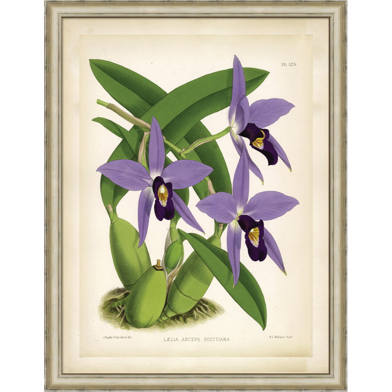 Lycaste Skinnerii Painting