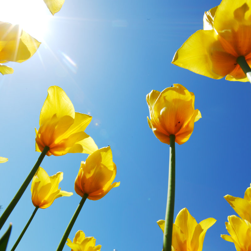 Yellow Tulips - Photographie sur toile tendue, H 12 po x l 12 po