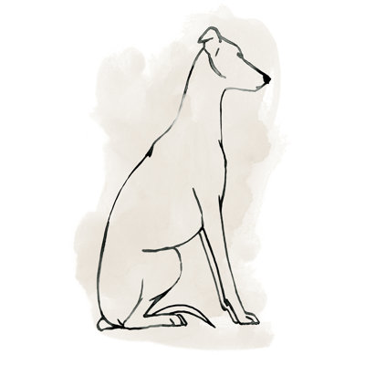 Lévrier croquis I