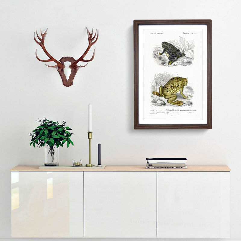 Frog and Toad Illustration by Charles d' Orbigny - Picture Frame Painting Print, 36cm H x 27cm W x 2cm D, Walnut Framed