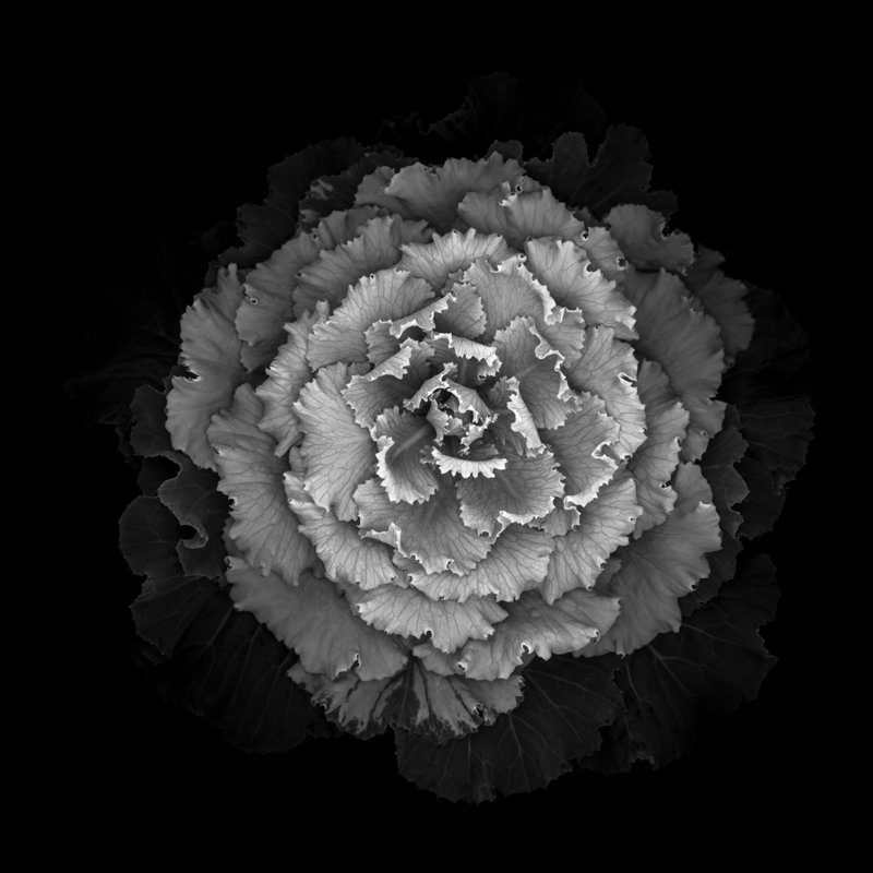 Kale Cabbage by OGphoto - Print, 80cm H x 80cm W