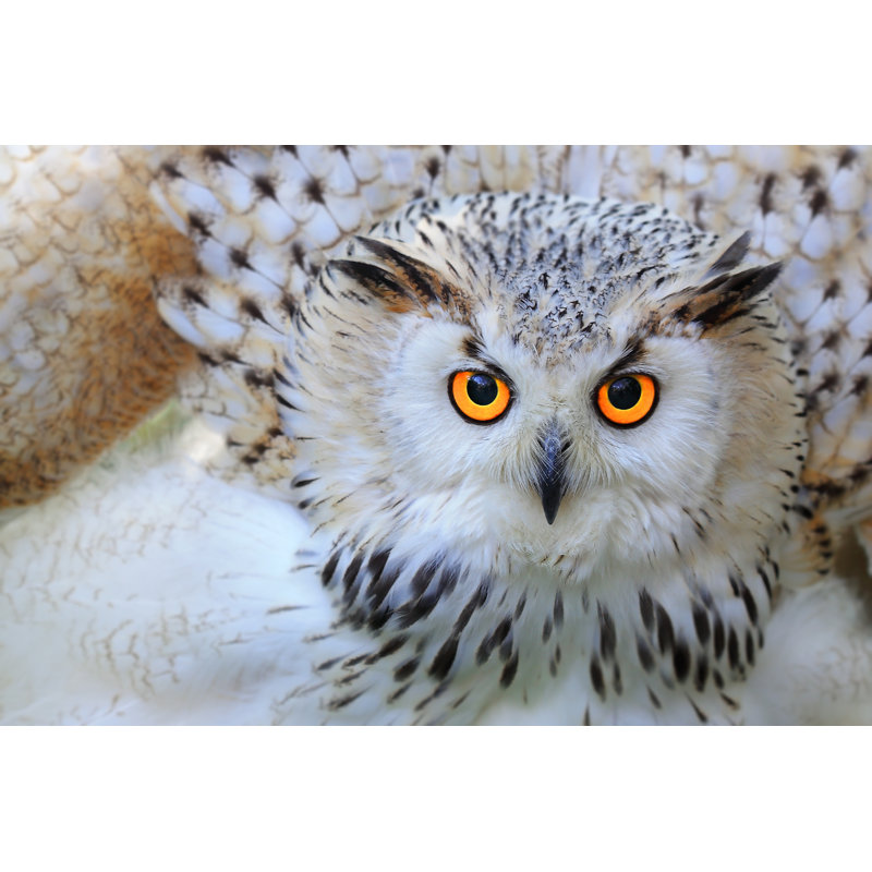 " Snowy Owl " by Skynavin, 12" H x 18" W
