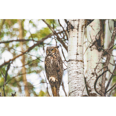 Photographie de hibou dans les arbres