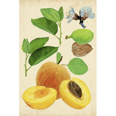 Apricot Study I - Graphic Art