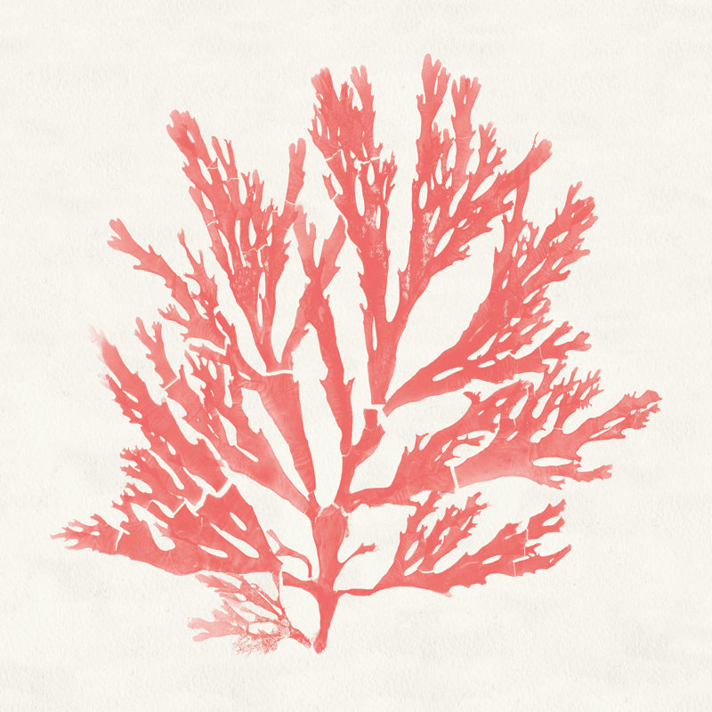 Mousses du Pacifique I corail, H 12 po x l 12 po x P 1,25 po