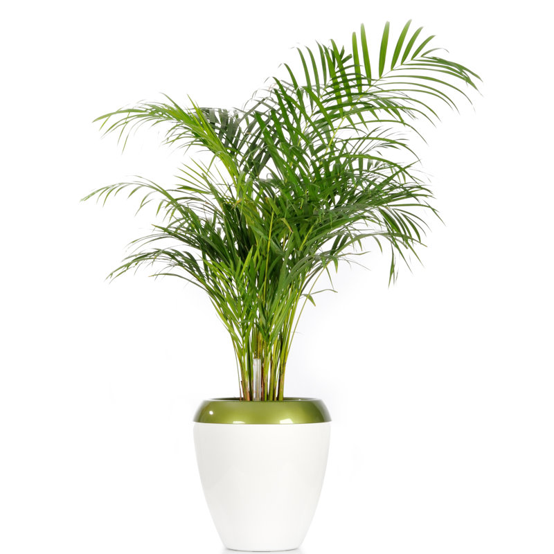 Pot à fleur en plastique Kamouri, H 8 po x l 7 po x P 7 po, Noir
