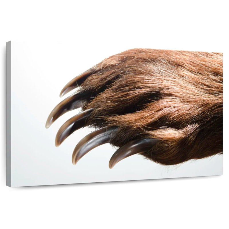 Brampt Brown Bear Claws, 30" H x 45" W