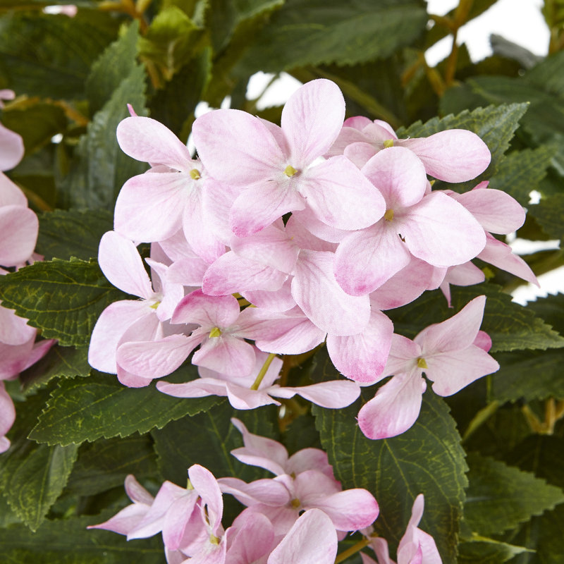 Large Hydrangea Plant In Pot, Pink
