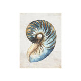 Shell Compilation III Print by Beverly Fuller