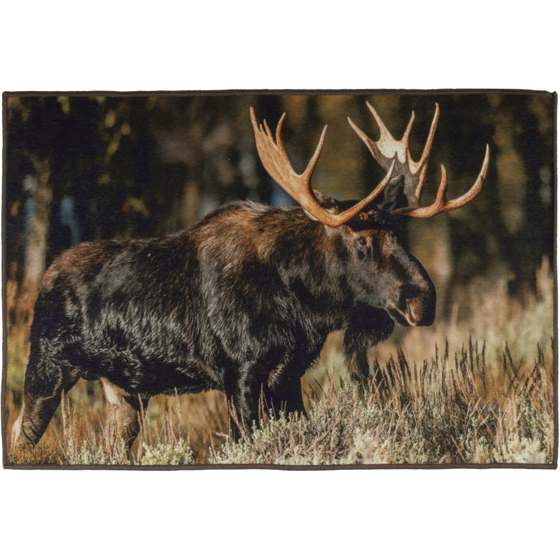 Tapis Moose, Rectangle de 2 pi x 3 pi