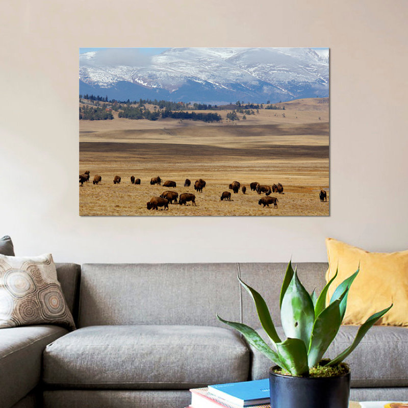 «Grazing Bison (American Buffalo) Herd on The Plain», reproduction de photo sur toile, H 12 po x l 18 po x P 1,5 po