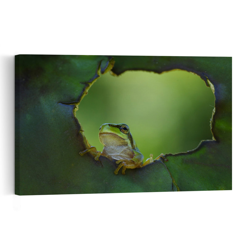 Curious Green Frog Abstract Contemporary Frog Landscape Nature Wall Art Print by Savas Sener - Print, 30.48cm H x 45.72cm W