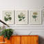 Antique Turpin Botanical IV - Ensemble de 3 reproductions d'art sur toile-2038202536-2038202539