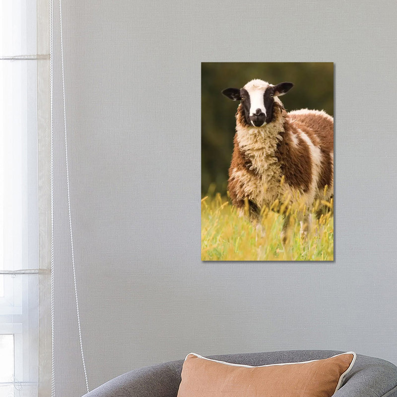 Dorset Sheep In A Pasture, Galena, Illinois, USA by Janet Horton - Wrapped Canvas Print, 66.04cm H x 45.72cm W x 1.905cm D