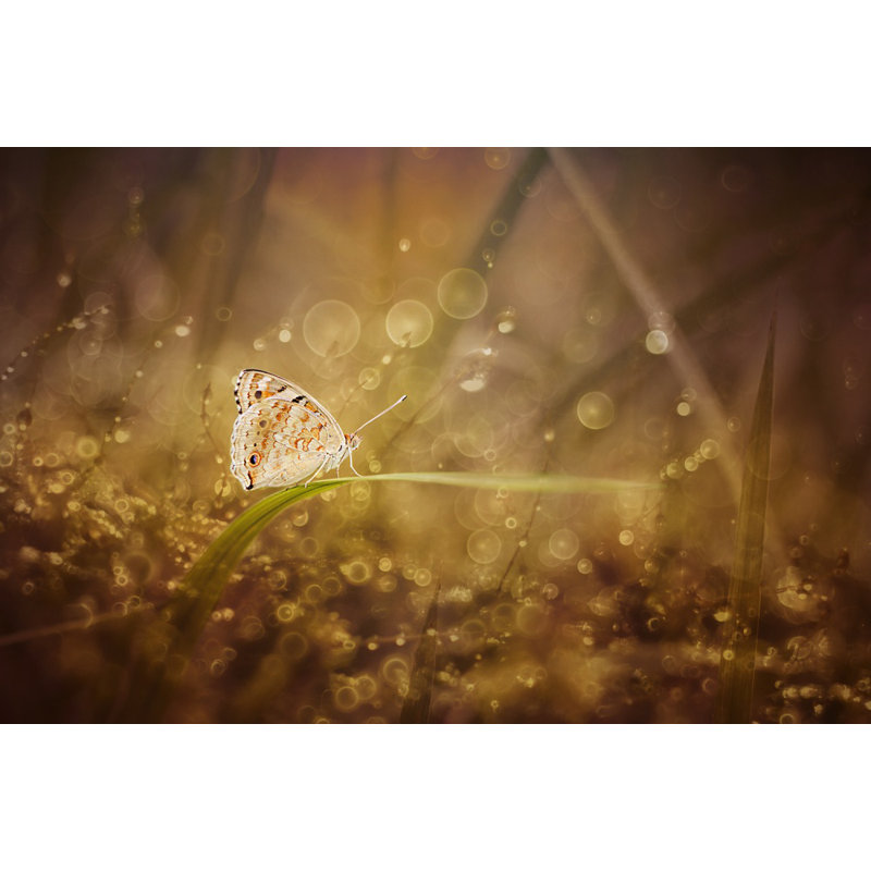 Wrapped Canvas Print, 121.92 cm H x 81.28 cm W