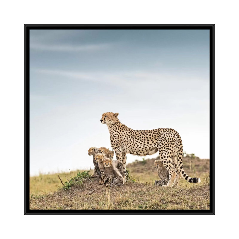 Colour Cheetah & Cubs by Klaus Tiedge - Print on Canvas, Black Framed Canvas, 66.04 cm H x 66.04 cm W