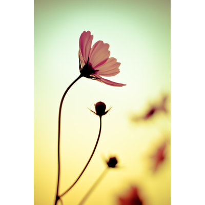 Cosmos Flowers par Auimeesri