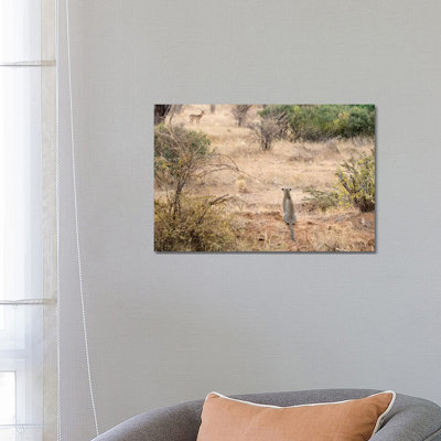 Africa, Kenya. Leopard Eying Antelope by Jaynes Gallery - Wrapped Canvas Print
