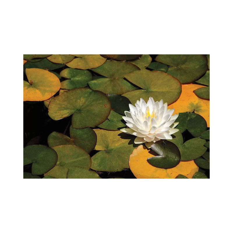 White Lily by Brian Wolf - Wrapped Canvas Print, 20.32cm H x 30.48cm W x 1.91cm D