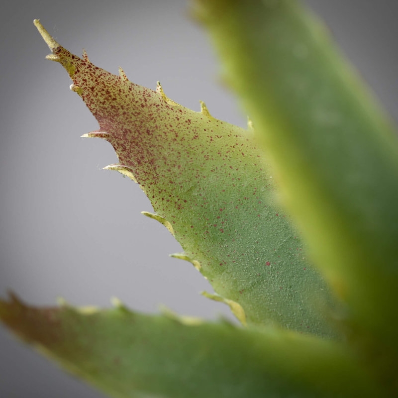 Choix succulent 11,5 "agave artificiel