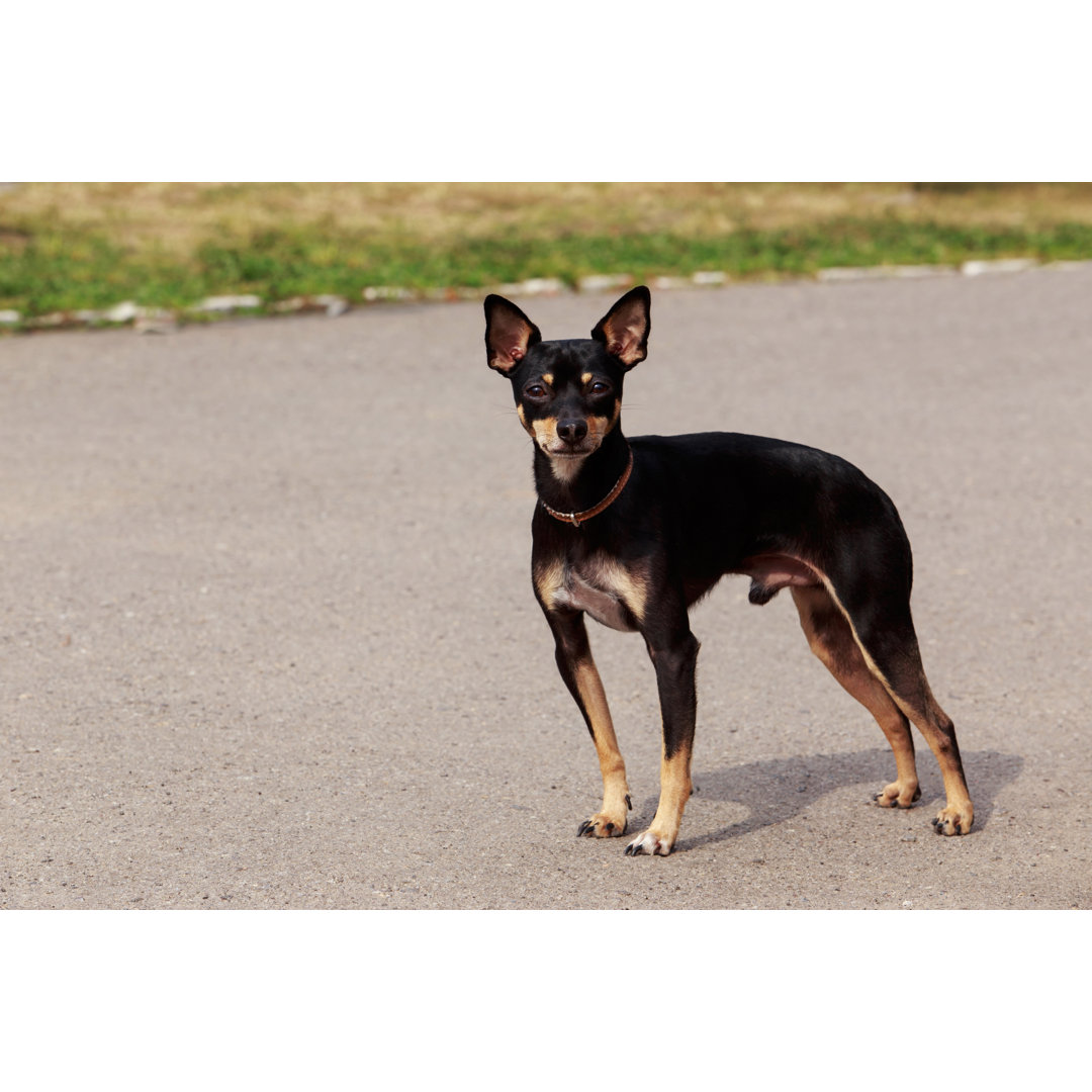 Leinwandbild Manchester Toy Terrier