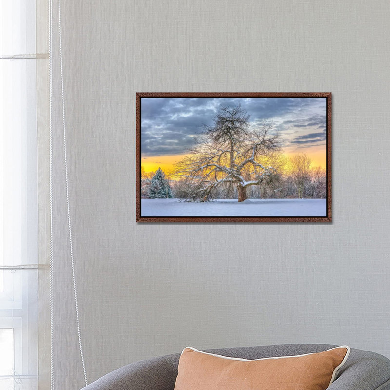 Apple Tree Winter by David Gardiner - Print on Canvas, 101.6 cm H x 66.04 cm W, Classic Wood Framed