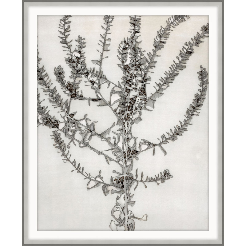 Plants & Flowers Print by Darrell Kincer, 13.75" H x 11.75" W