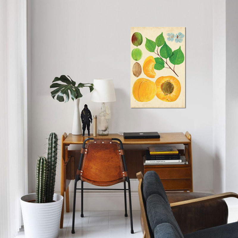 « abricot study ii », reproduction d’impression sur toile tendue, H 40 po x l 26 po x P 1,5 po, Pas de tapis, Toile tendue