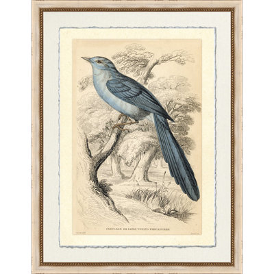 Long - Tailed Fly Catcher Print