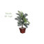 Plante de palmier Silk Areca