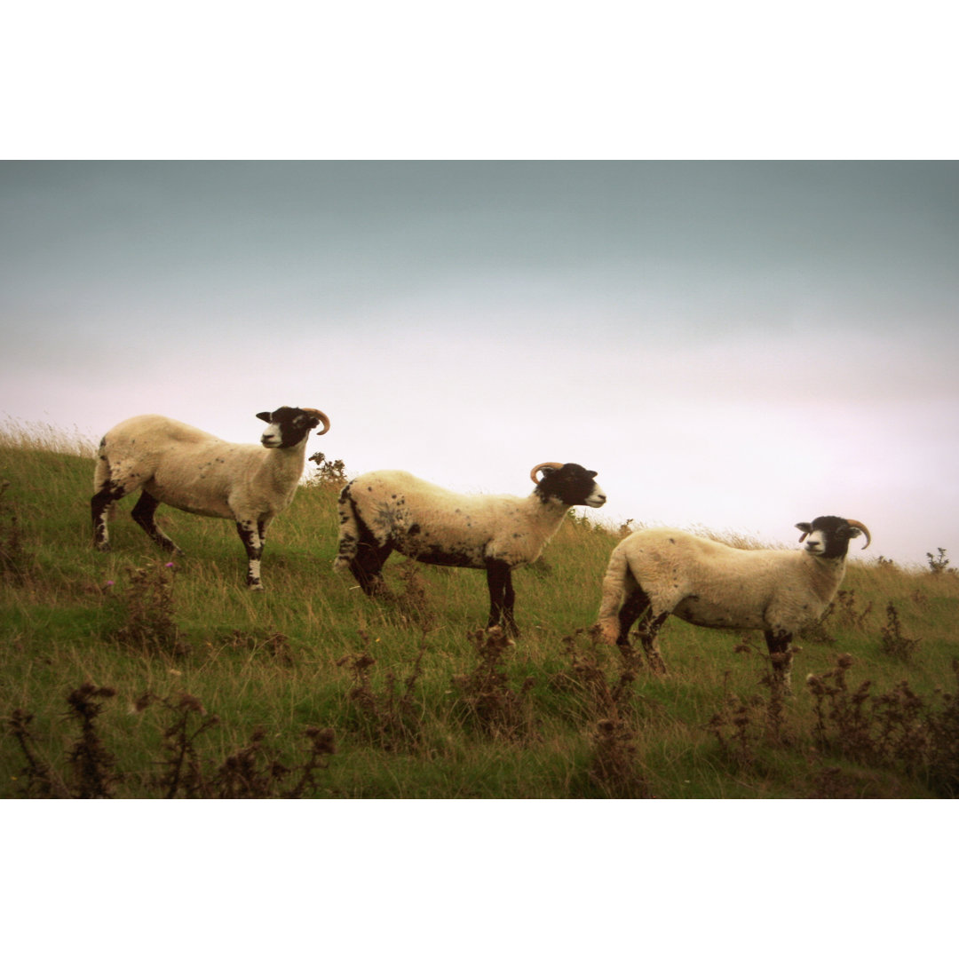 Leinwandbild Wooly Friends I