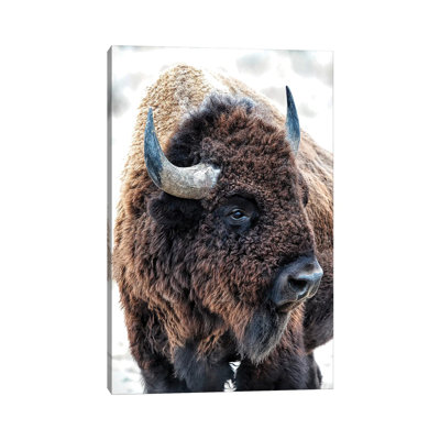 " In The Presence Of Bison " by OLena Art