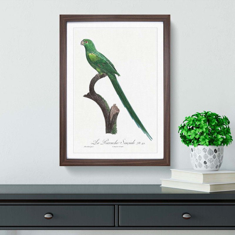 Long-Tailed Parakeet by F. Levaillant - Framed Print, 36cm H x 27cm W x 2cm D, Walnut Framed