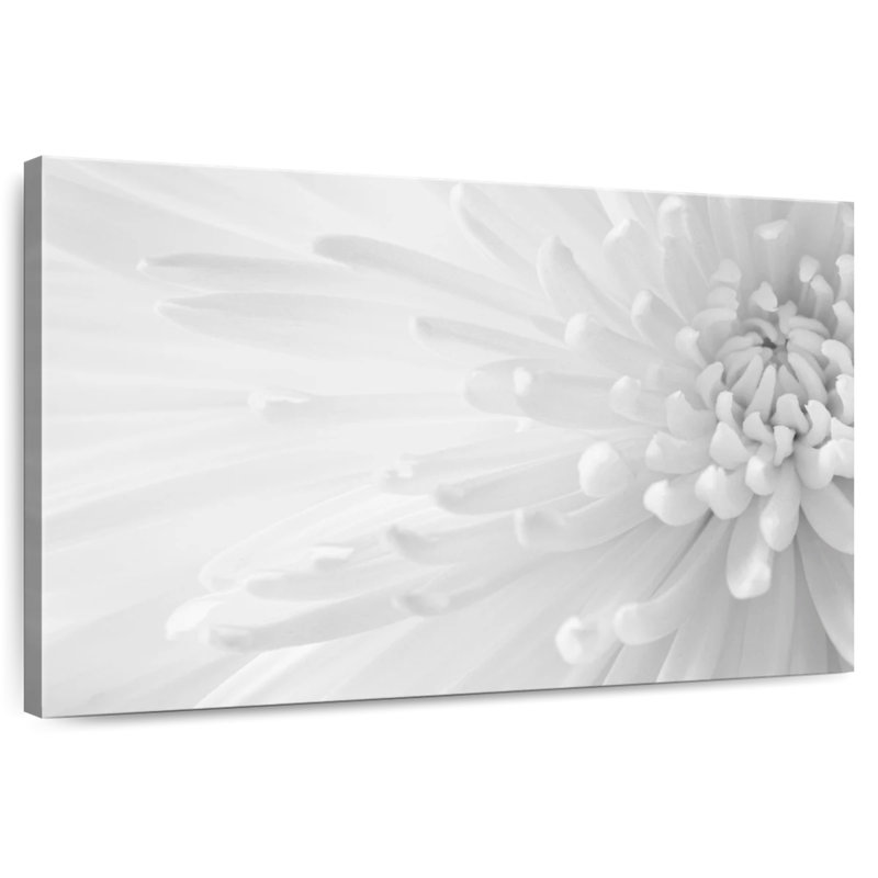 Chrysanthème doux Harnek I