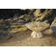 Pedestal Coffee Table