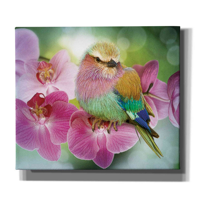 «Pretty Boy», impression sur toile tendue, H 26 po x l 30 po x P 1,25 po