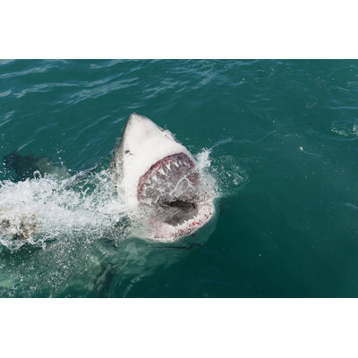 Great White Shark by ELizabethHoffmann - Wrapped Canvas Print