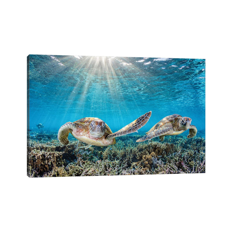 Fin Slapping by Jordan Robins - Print on Canvas, No Framed, 30.48 cm H x 45.72 cm W