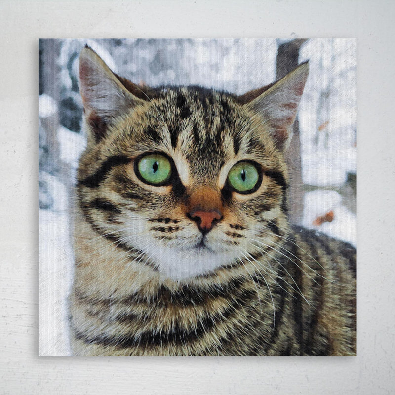 «Brown and Black Tabby Cat», reproduction d'art graphique sur toile tendue carrée 1 pièce, H 16 po x l 16 po