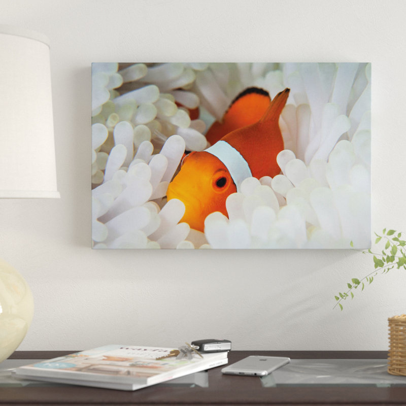 «Un faux poisson clown se blottit parmi les tentacules de son hôte sur un récif», H 26 po x l 40 po x P 1,5 po, Toile tendue
