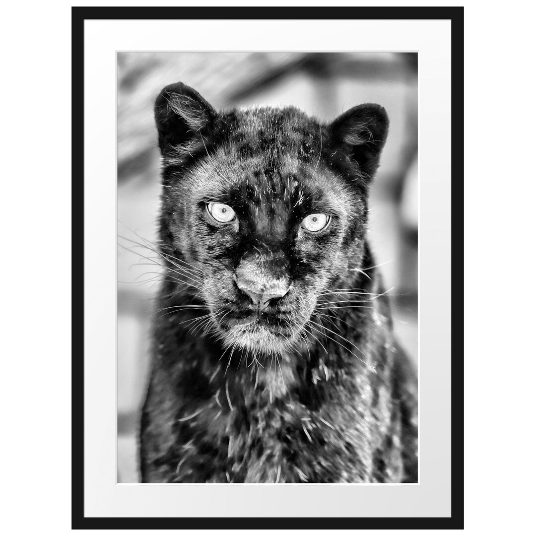 Großartiger Panther" Gerahmtes fotografisches Poster