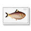 Chinese Herring Fish by M.E. Bloch - Wrapped Canvas-55370790