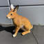 Statue de lapin Hare