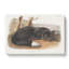 American Black Fox - Wrapped Canvas-55368592