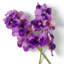 Bouquet of Vanda Orchids Real Touch 24 Pcs-1275107143
