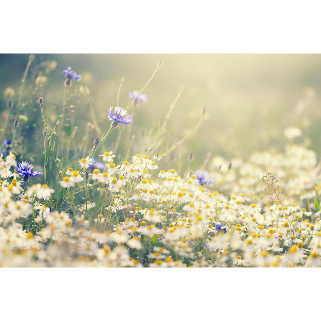 Sommerwiese von Rike_ - Fotodruck