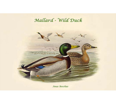 Canard sauvage de colvert d’anas-impression d’art graphique