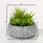 Darwen 6'' Faux Succulent in Cement Planter