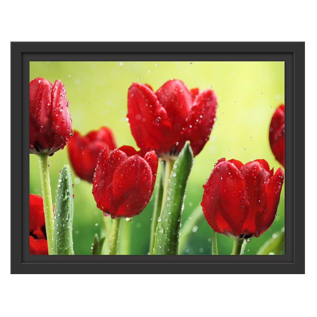 Gerahmtes Wandbild Rote Tulpen mit Tropfen bedeckt